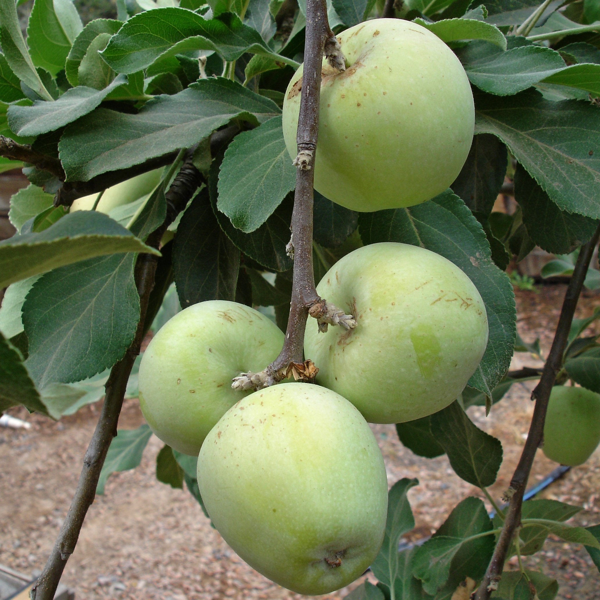 Best Fruit Trees For Las Vegas Nv Fruit Trees